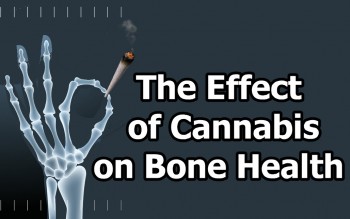 The Effect of Cannabis on Bone Health