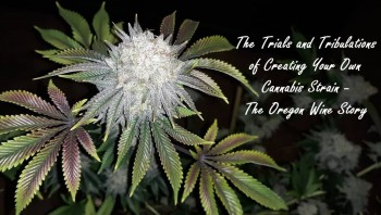 The Trials and Tribulations of Creating Your Own Cannabis Strain - The Oregon Wine Story