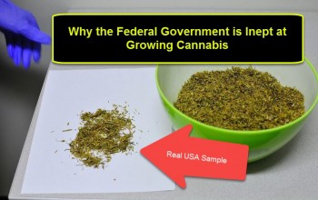 Why the Federal Government is Inept at Growing Cannabis