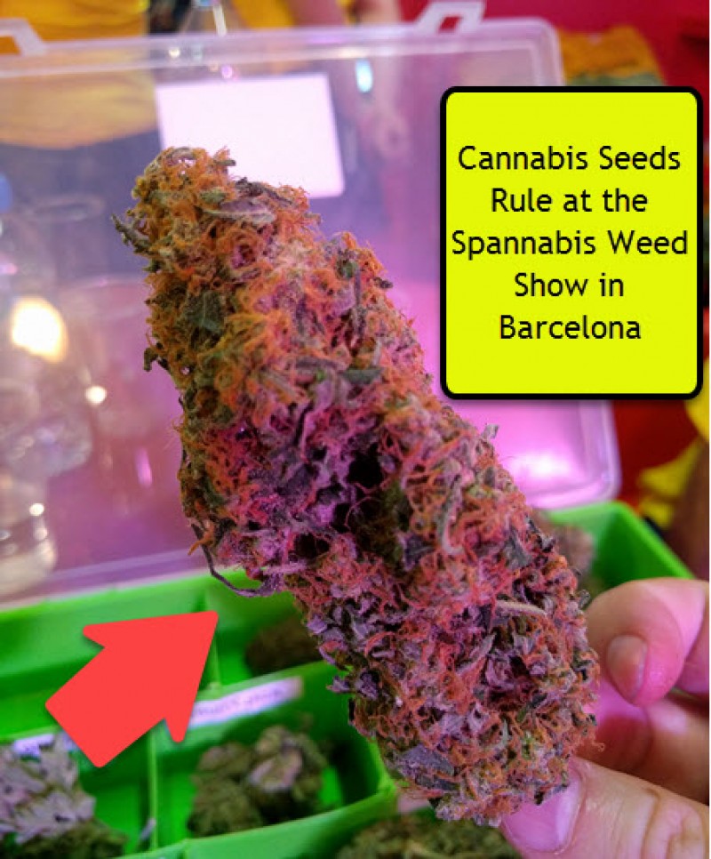 cannabis seeds at Spannabis