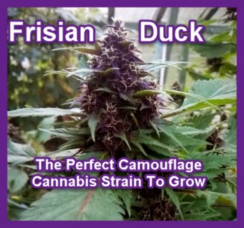 Frisian Duck: The Perfect Camouflage Cannabis Strain To Grow