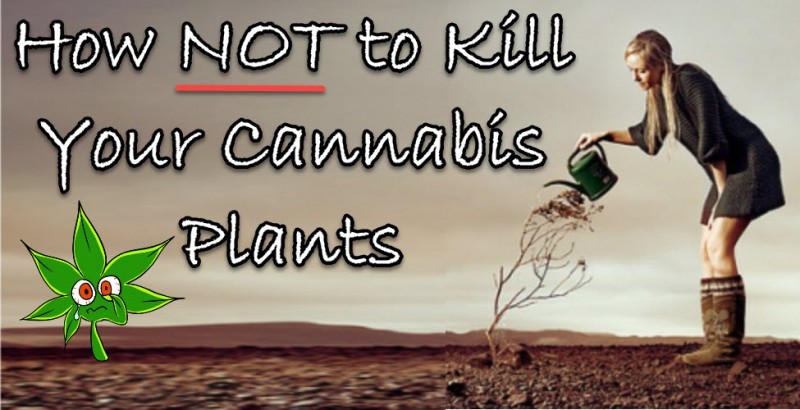 how not to kill your cannabis plants