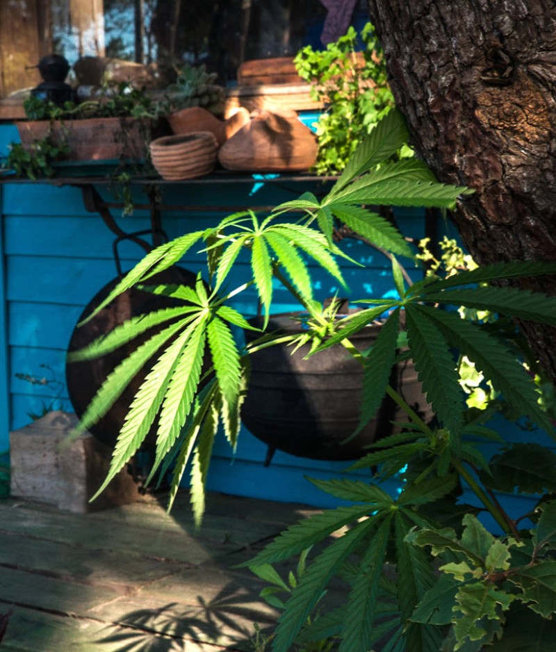 growing weed at home backyard garden