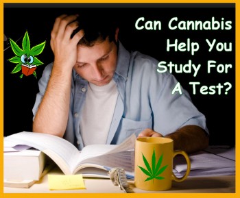 Can Cannabis Help You Study For A Test?