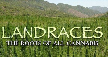 Landrace Strains: The Roots Of All Cannabis