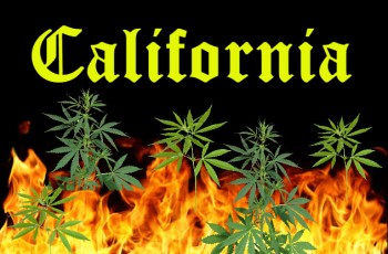 Cannabis and the California Wildfires