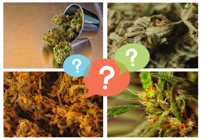 what are strains, phenotypes, cultivars