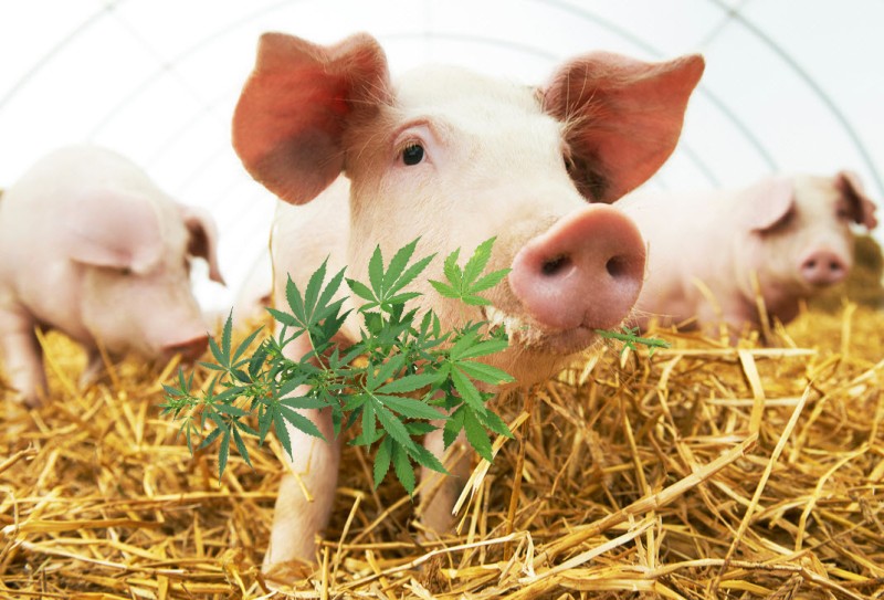 Pig farmers dormant commerce clause