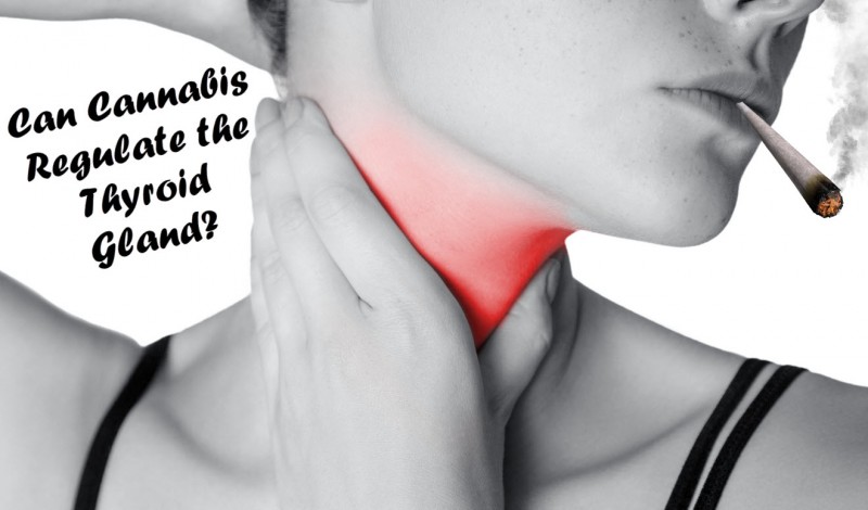 cannabis for thyroid gland issues
