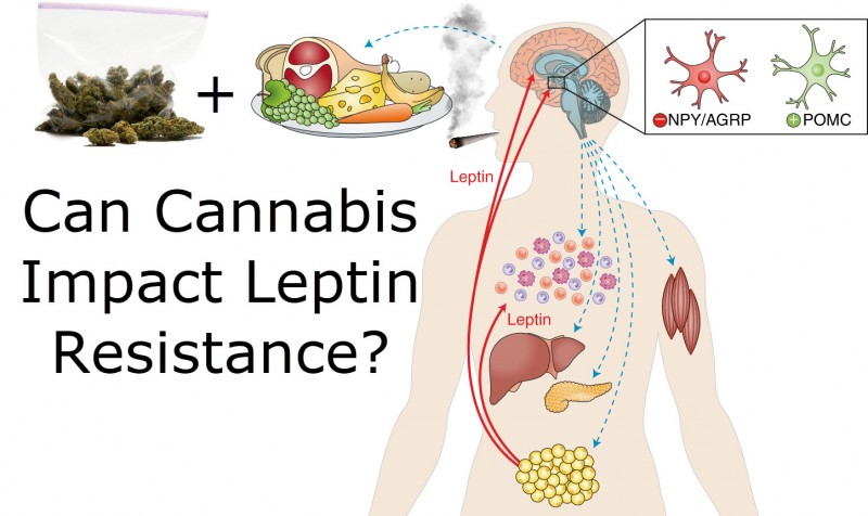 marijuana and leptin