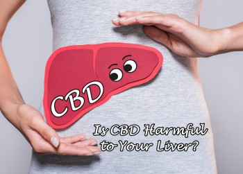 Is CBD Harmful to Your Liver? (The FDA Fumbles Another Cannabis-Based Study)