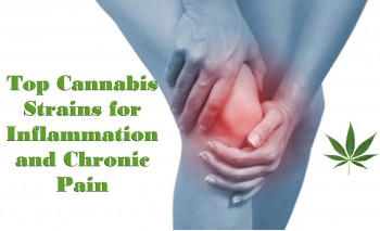 Top Cannabis Strains for Inflammation And Chronic Pain