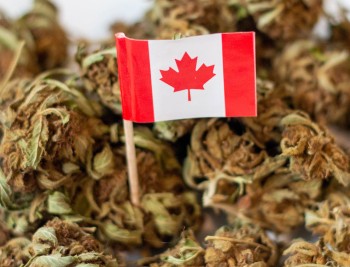 Health Canada Claims That Only 3% of the Cannabis Consumed by Canadians is from Illicit Sources, 97% from Legal Stores?