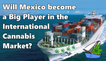 Will Mexico become a Big Player in the International Cannabis Market?