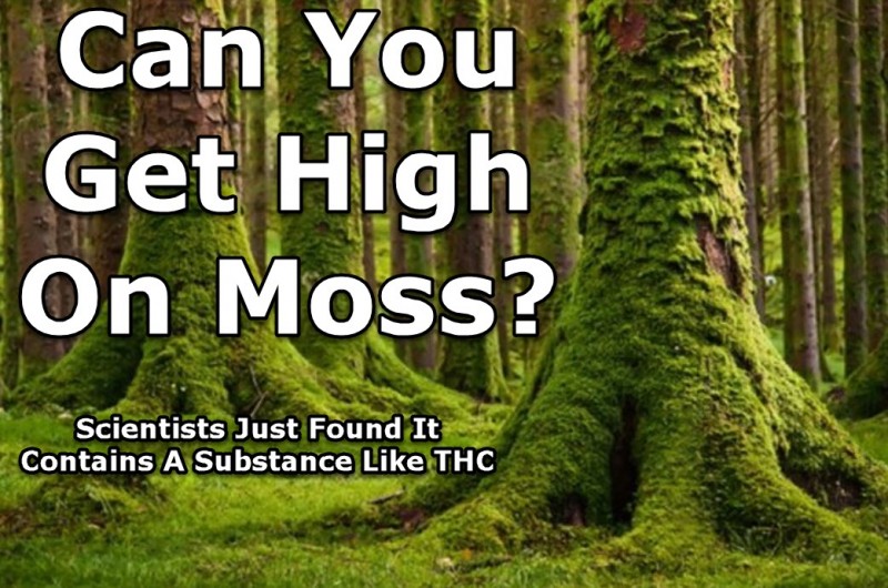 can you get high on moss