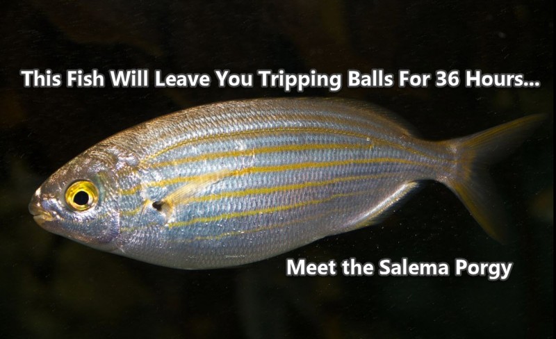 salema porgy fish