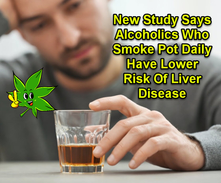 New Study Says Alcoholics Who Smoke Pot Daily Have Lower Risk Of Liver