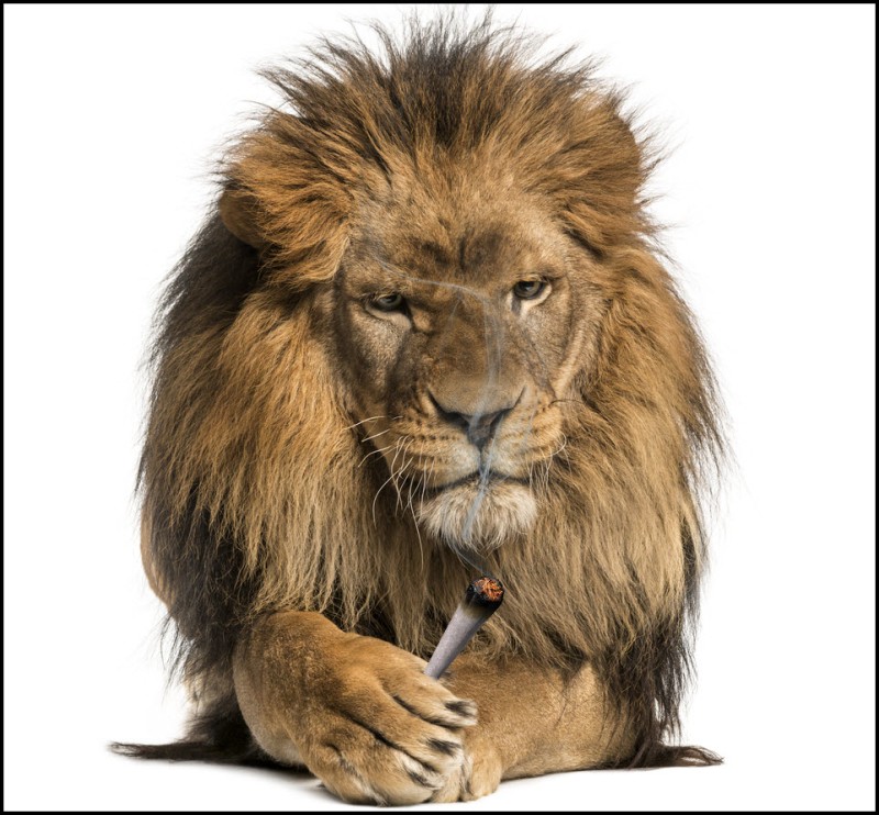 Lion Paw cannabis strain