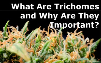 What Are Trichomes and Why Are They Important?