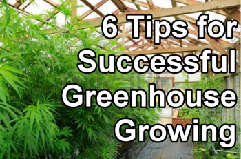 6 Tips for Successful Greenhouse Cannabis Growing