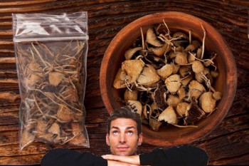 Things You Should Know Before Trying Magic Mushrooms for the First Time
