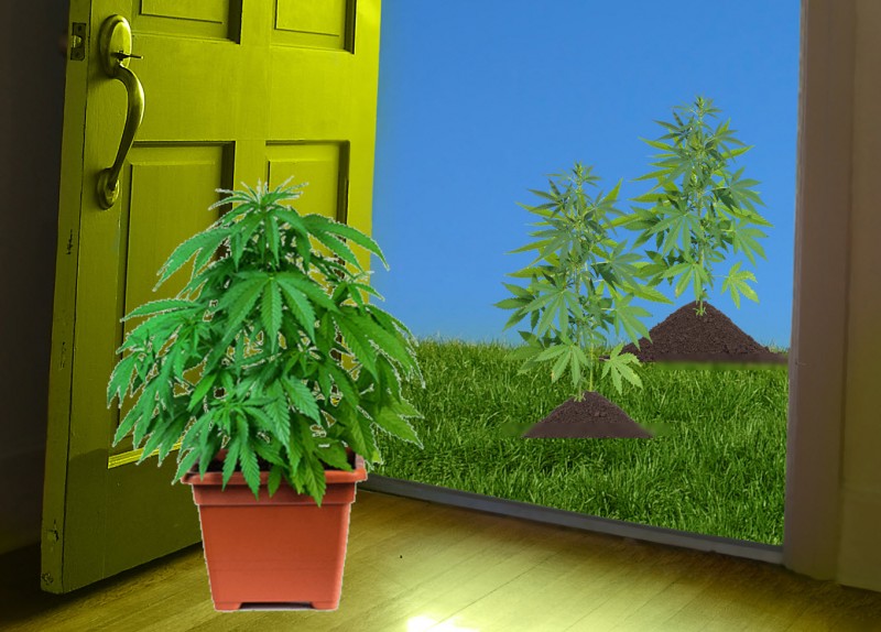 sun grown or indoor grown cannabis?