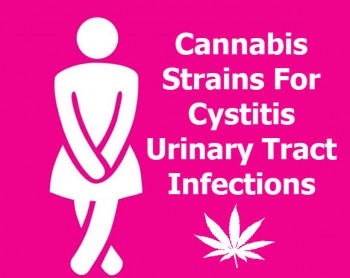 Cannabis Strains For Cystitis Urinary Tract Infections