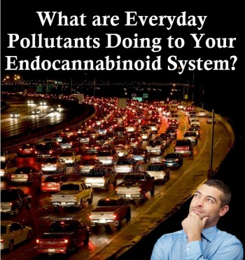 What are Everyday Pollutants Doing to Your Endocannabinoid System?