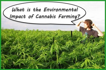 What is the Environmental Impact of Cannabis Farming?