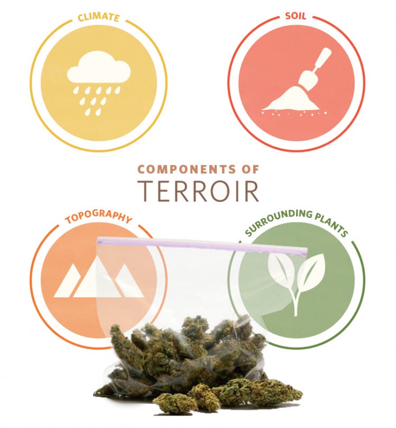 cannabis terroir