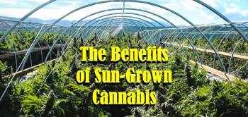 The Benefits of Sun-Grown Cannabis
