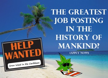 The Greatest Cannabis Job Post in History? Weed Growers Needed in the Caribbean
