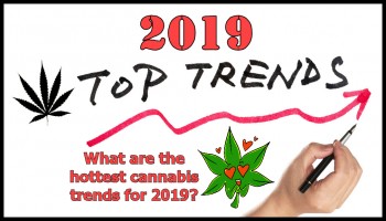 The Hottest Cannabis Trends in 2019