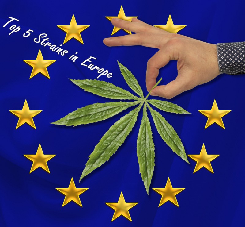 top 5 marijuana strains in Europe