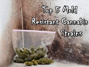 Top 5 Mold Resistant Cannabis Strains