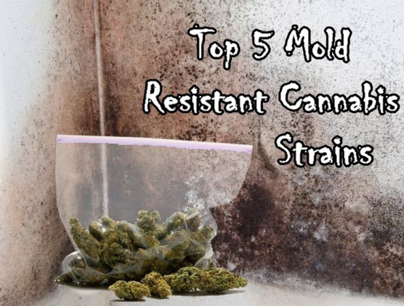 mold strains of cannabis