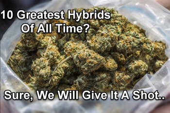 10 Greatest Cannabis Hybrid Strains Of All Time?