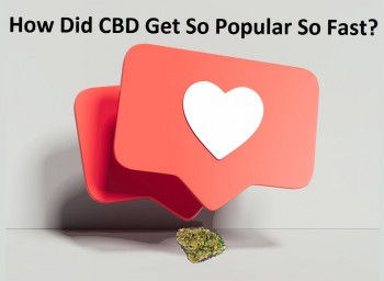 How Did CBD Get So Popular So Fast?