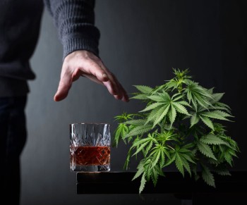 Cannabis Use Decreases Alcohol Cravings among Heavy Drinkers Says New Medical Study