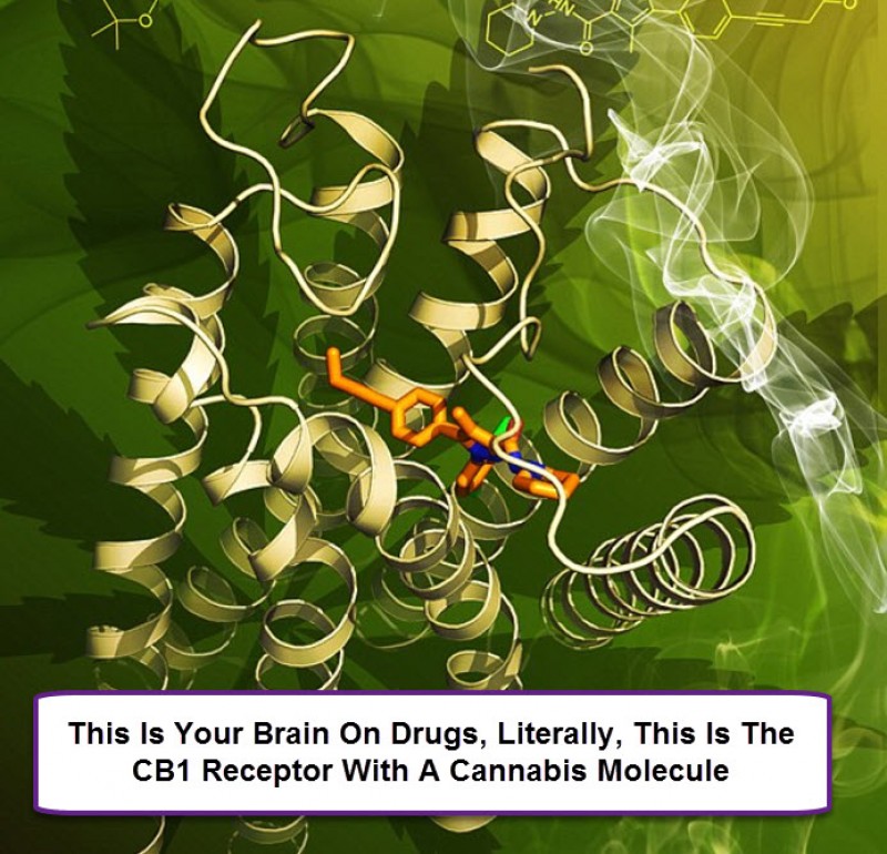 cb1 receptor and cannabis