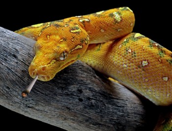 Cannabis Oil for Snake Bites? - Cannabis Oil Can Now Reduce the Effects of Snake Venom Says New Brazilian Study