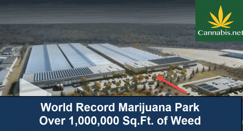 world record marijuana