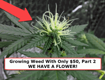 Can You Grow Cannabis With Only $50? Part 2 - We have FLOWERING