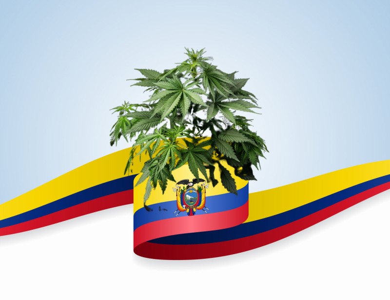 Colombian gold cannabis strain