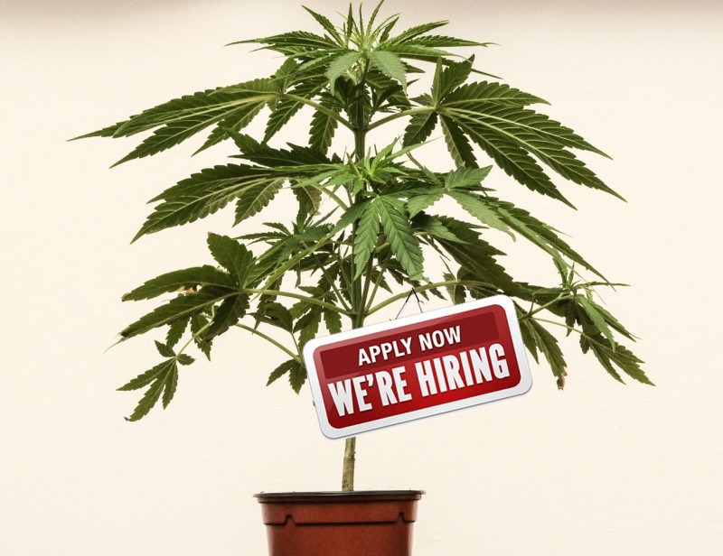 open cannabis jobs now