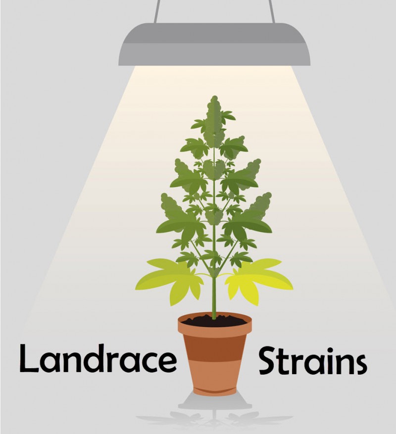 what are landrace strains