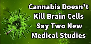 Cannabis Doesn't Kill Brain Cells Say Two New Medical Studies