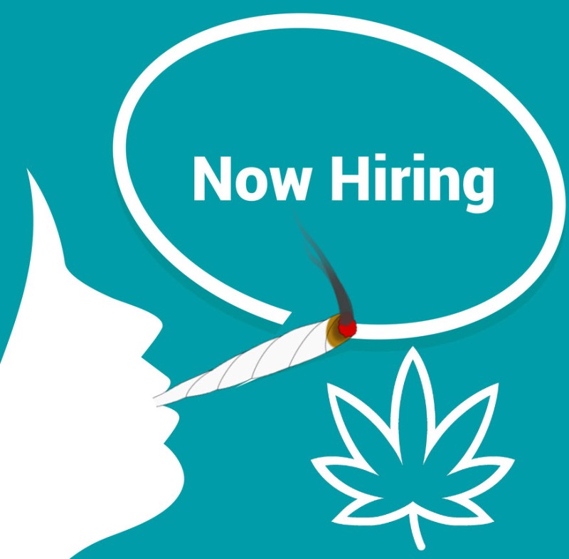 who is hiring in the marijuana industry