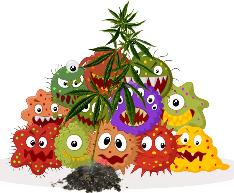 microbes for cannabis soil