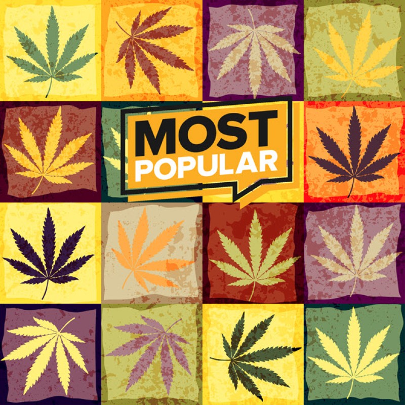Most popular strains in California